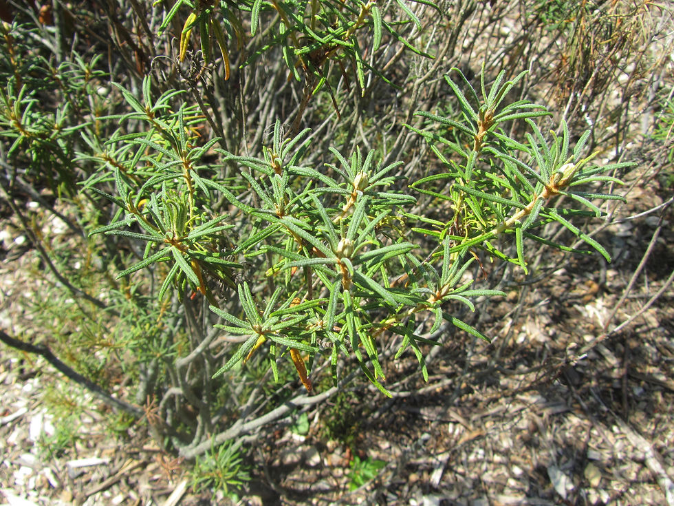 Rhododendron tomentosum