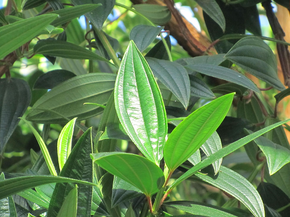 Pleroma granulosum