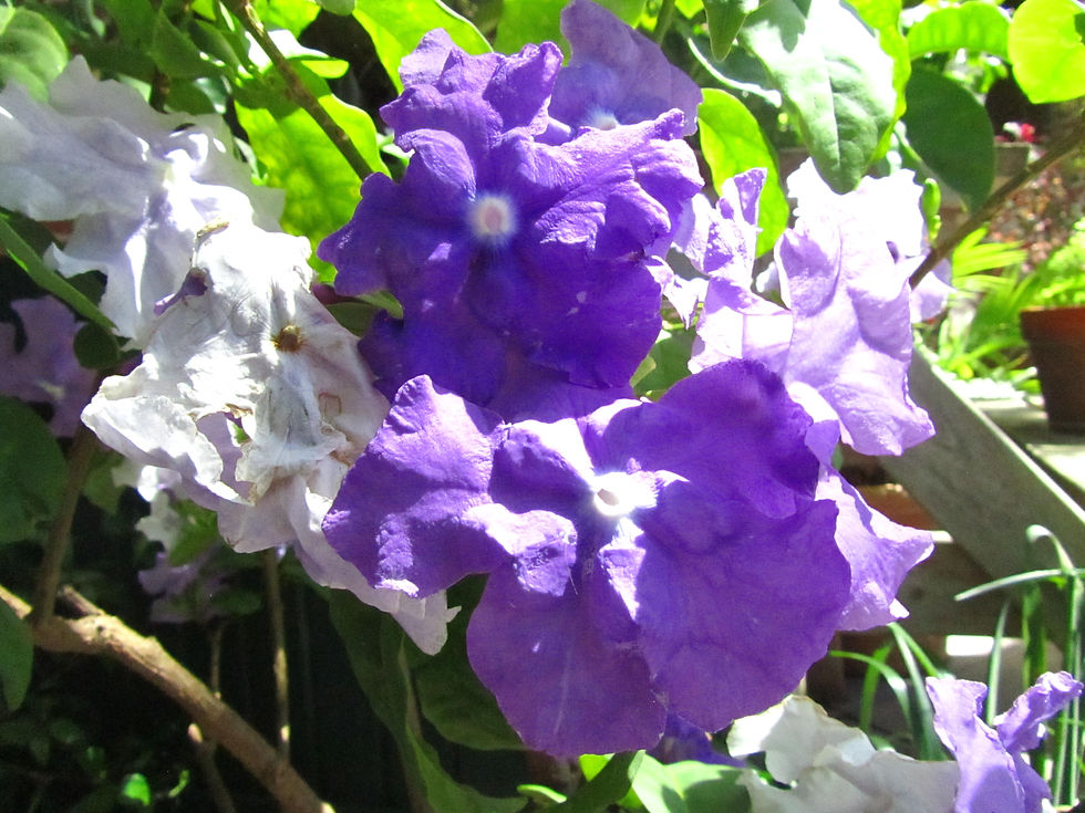 Brunfelsia magnifica
