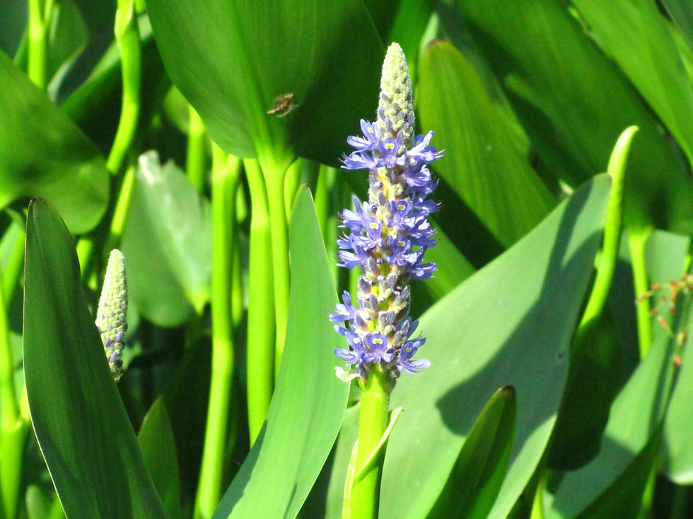 Pontederia cordata
