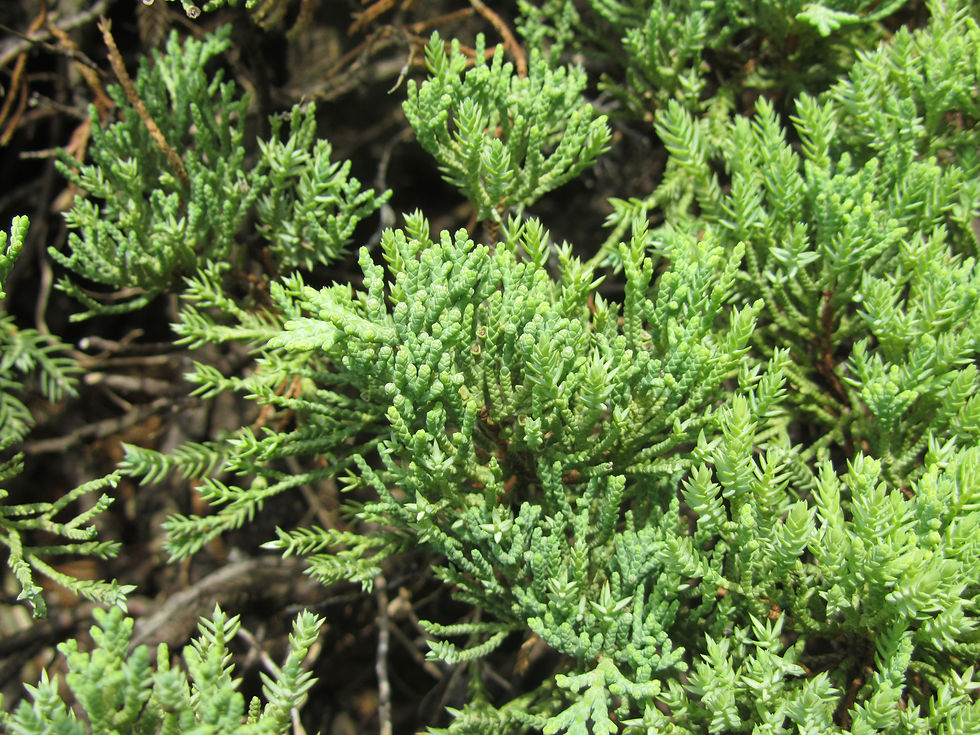 Juniperus procumbens 'Green Mound'