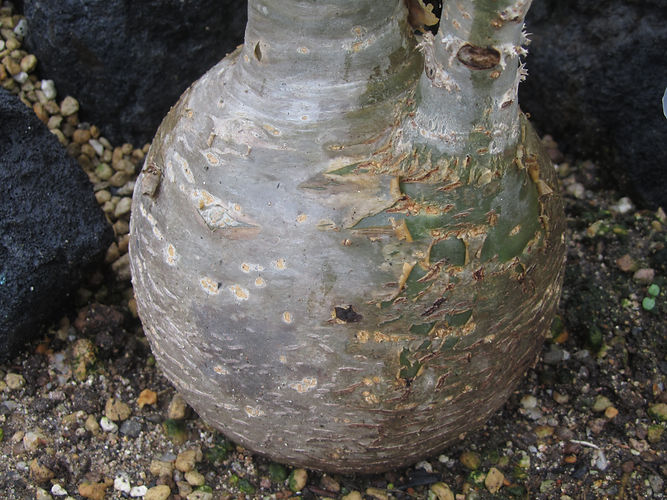 IMG_2203 (Populus tremuloides).jpg