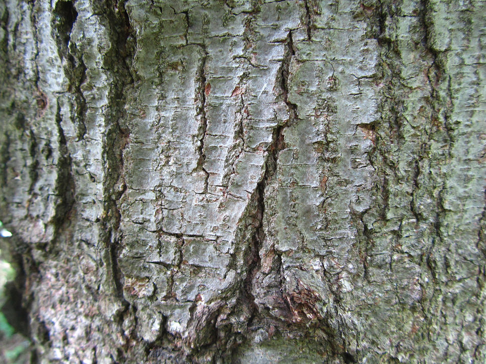 Carpinus monbeigiana