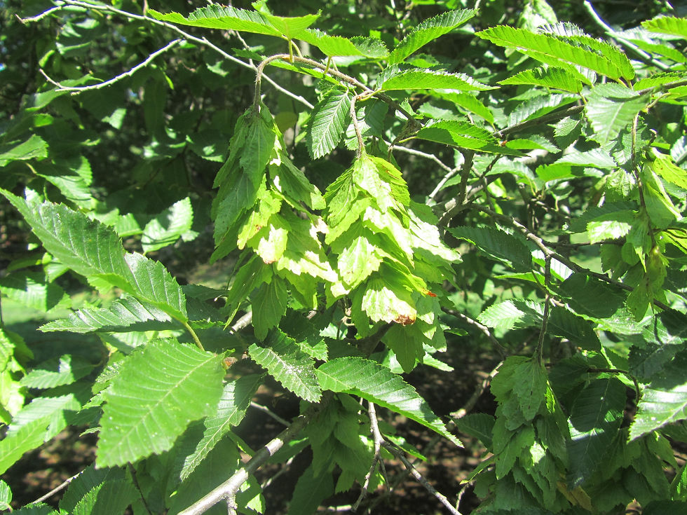 Carpinus orientalis