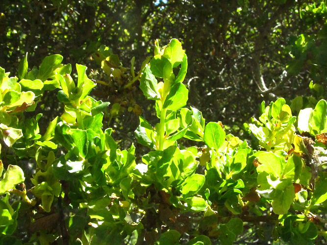 IMG_2203 (Populus tremuloides).jpg