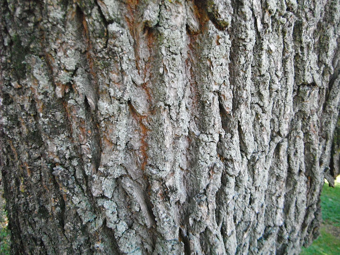 IMG_2203 (Populus tremuloides).jpg