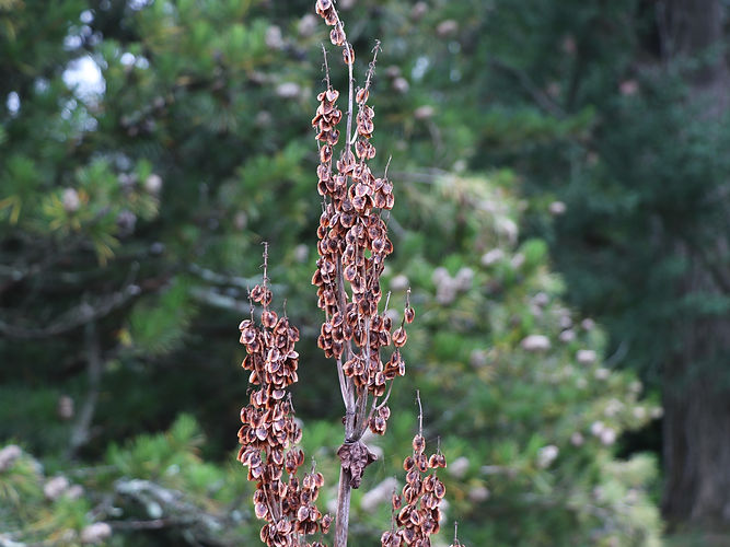 IMG_2203 (Populus tremuloides).jpg