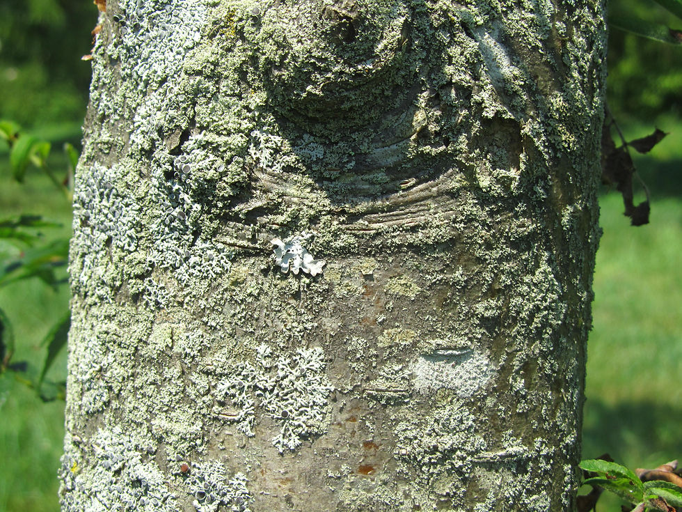Sorbus aucuparia ssp. pohuashanensis