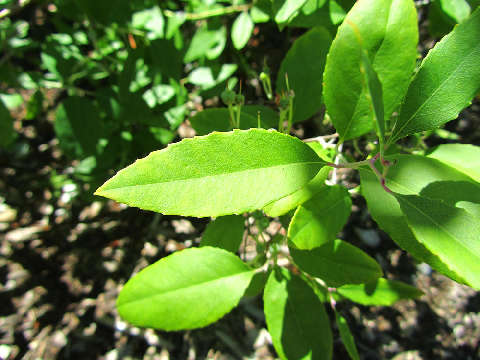 Zenobia pulverulenta