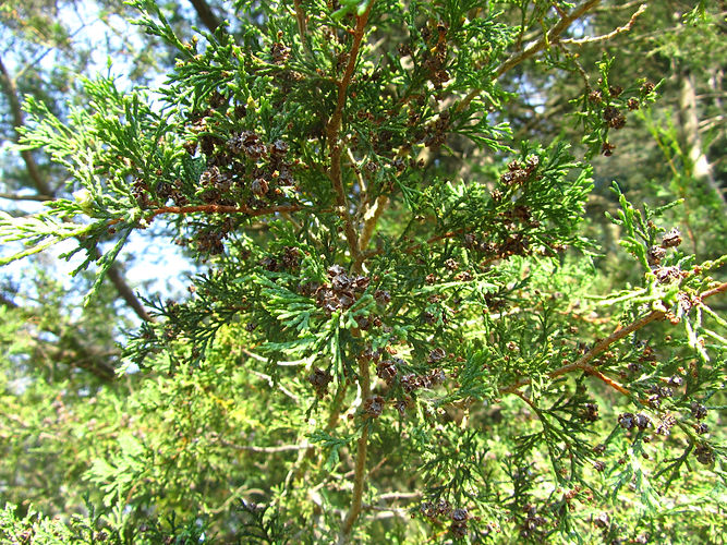 IMG_2203 (Populus tremuloides).jpg