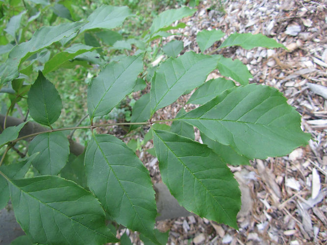IMG_2203 (Populus tremuloides).jpg