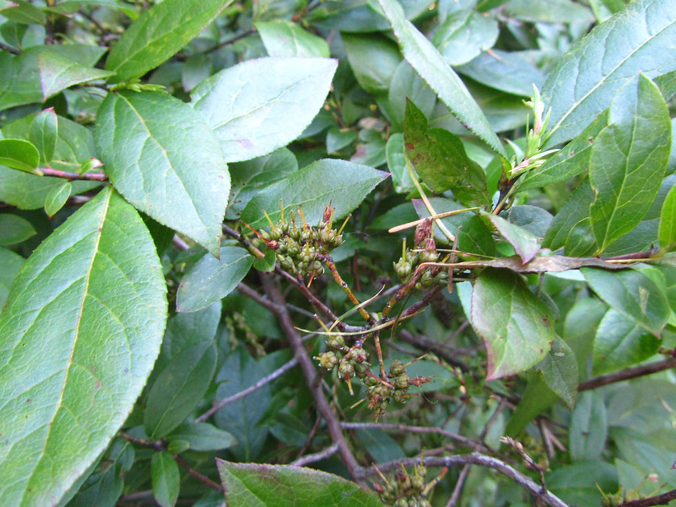 Eubotrys racemosa