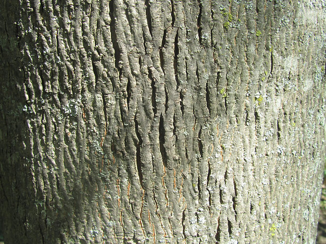 IMG_2203 (Populus tremuloides).jpg