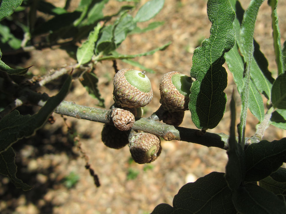 Quercus crassipes