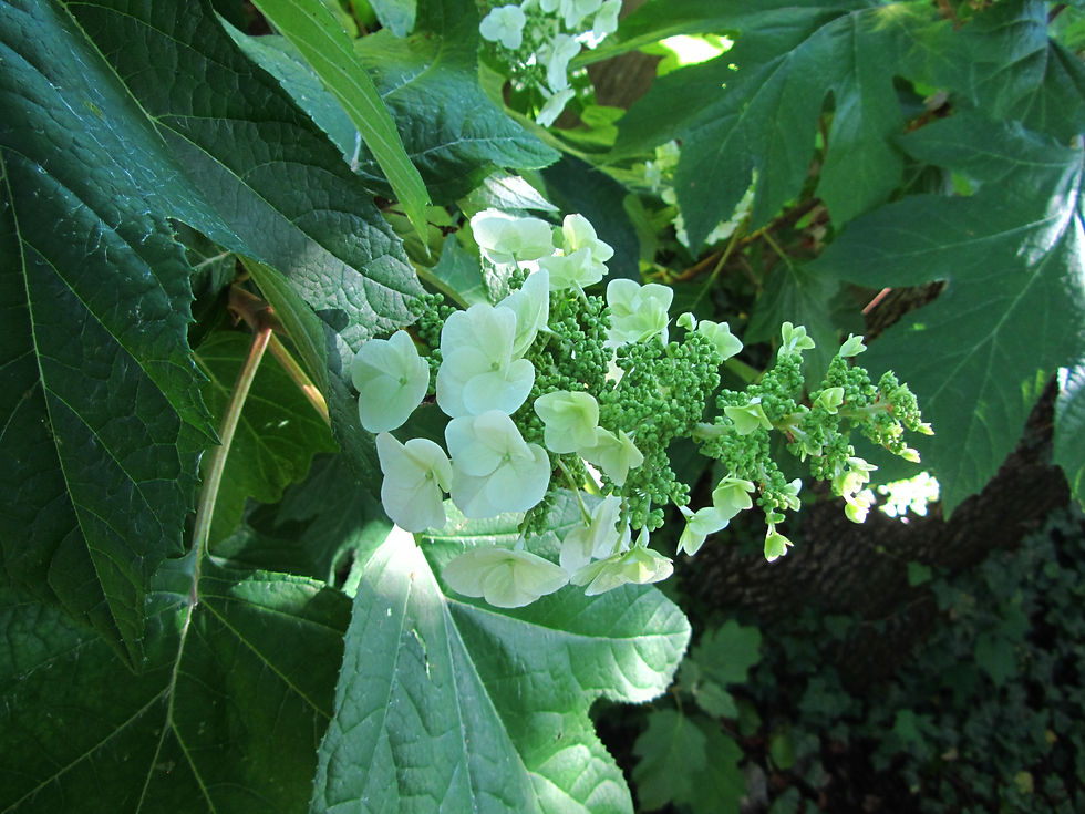 Hydrangea quercifolia
