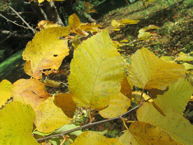 IMG_2203 (Populus tremuloides).jpg