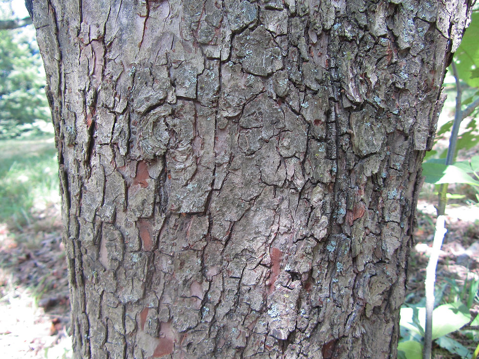 Malus fusca