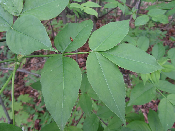 IMG_2203 (Populus tremuloides).jpg