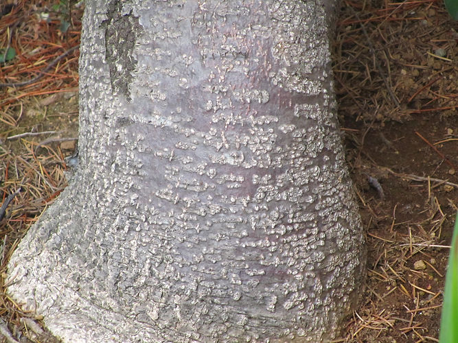 IMG_2203 (Populus tremuloides).jpg