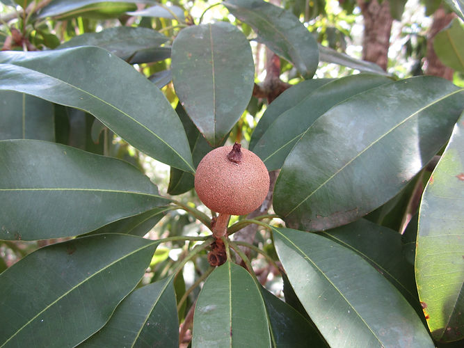 IMG_2203 (Populus tremuloides).jpg