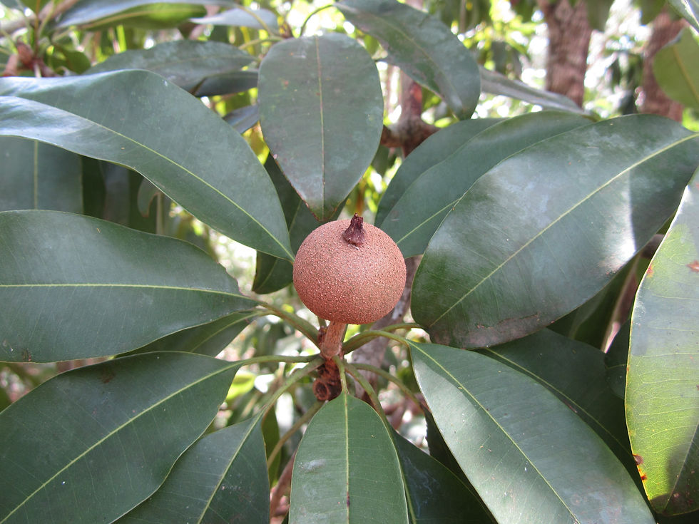 Manilkara zapota