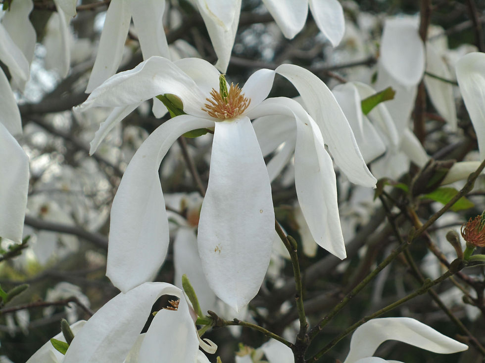 Magnolia salicifolia 'Wada's Memory'