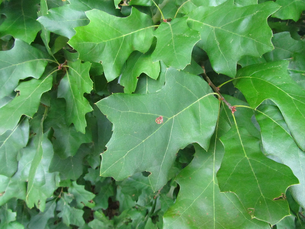 Quercus x rehderi