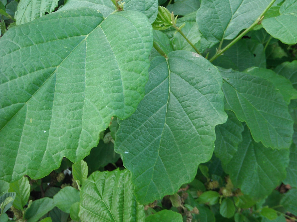 Fothergilla gardenii