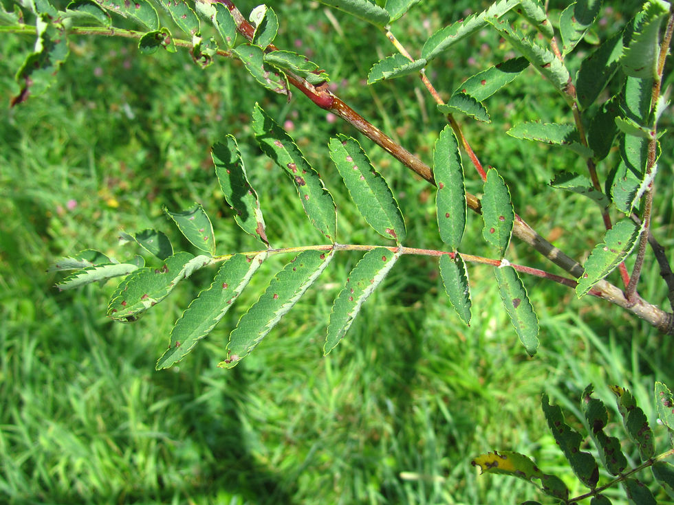 Sorbus rehderiana
