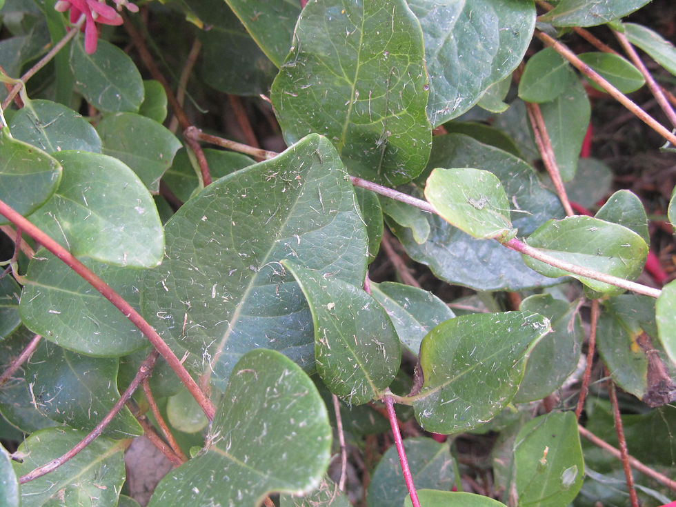 Lonicera sempervirens