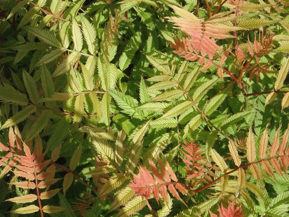 Sorbaria sorbifolia 'Mai Tai'