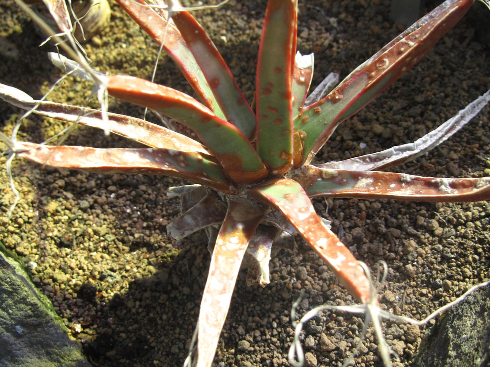 Leuchtenbergia principis