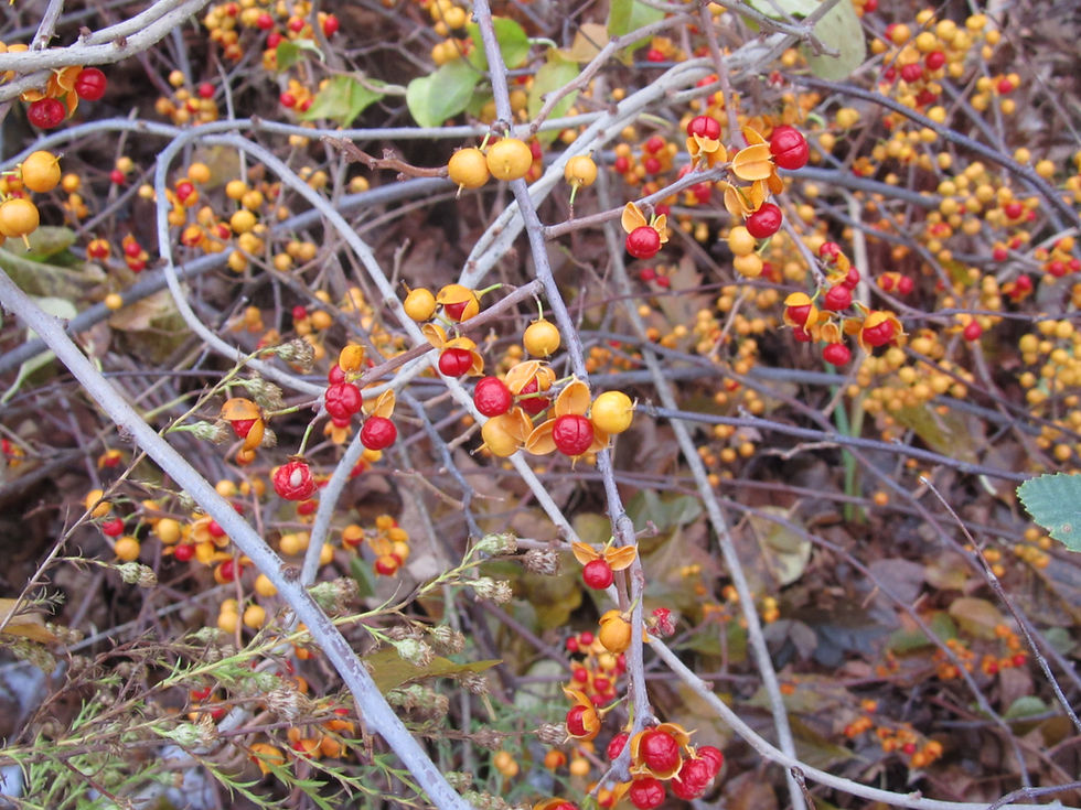 Celastrus orbiculatus