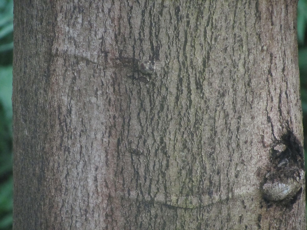 Sterculia monosperma