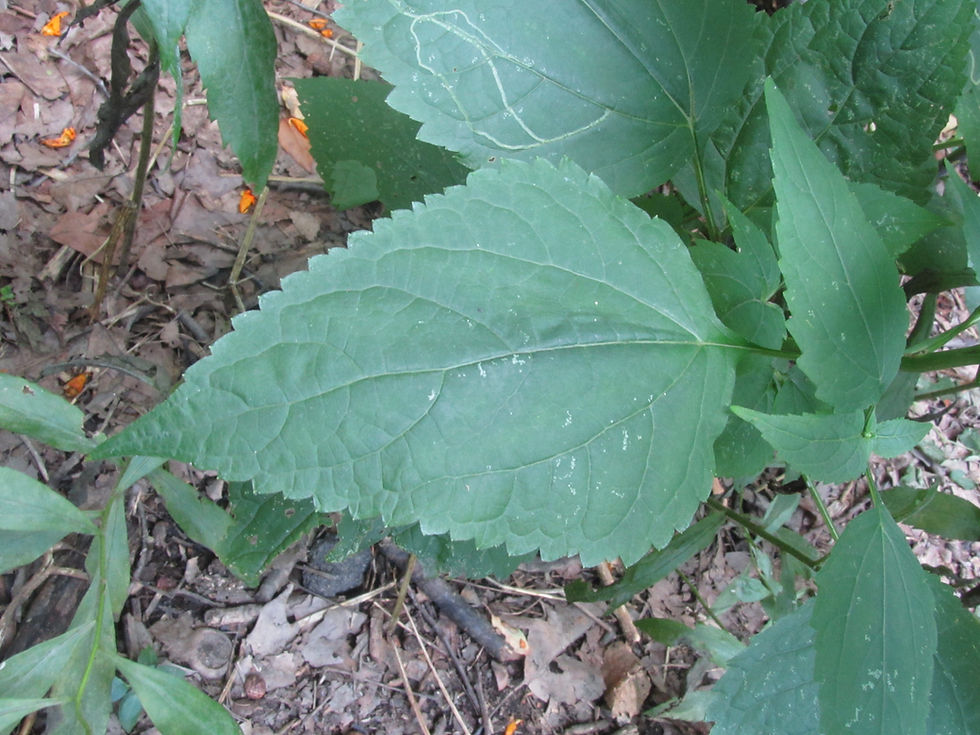 Ageratina altissima var. altissima