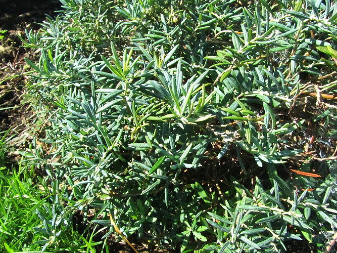 IMG_2203 (Populus tremuloides).jpg