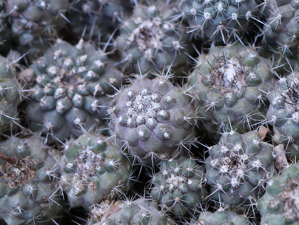 Copiapoa humilis
