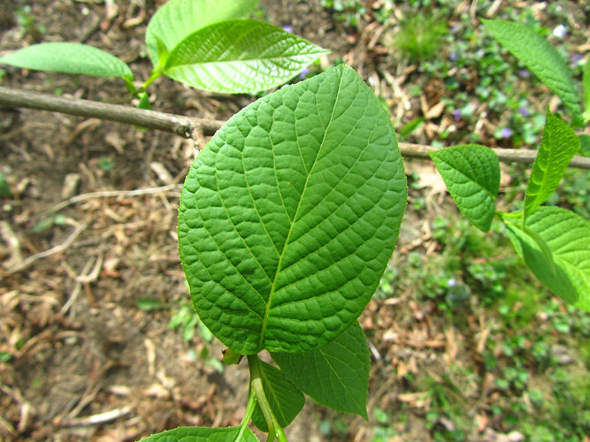 IMG_2203 (Populus tremuloides).jpg