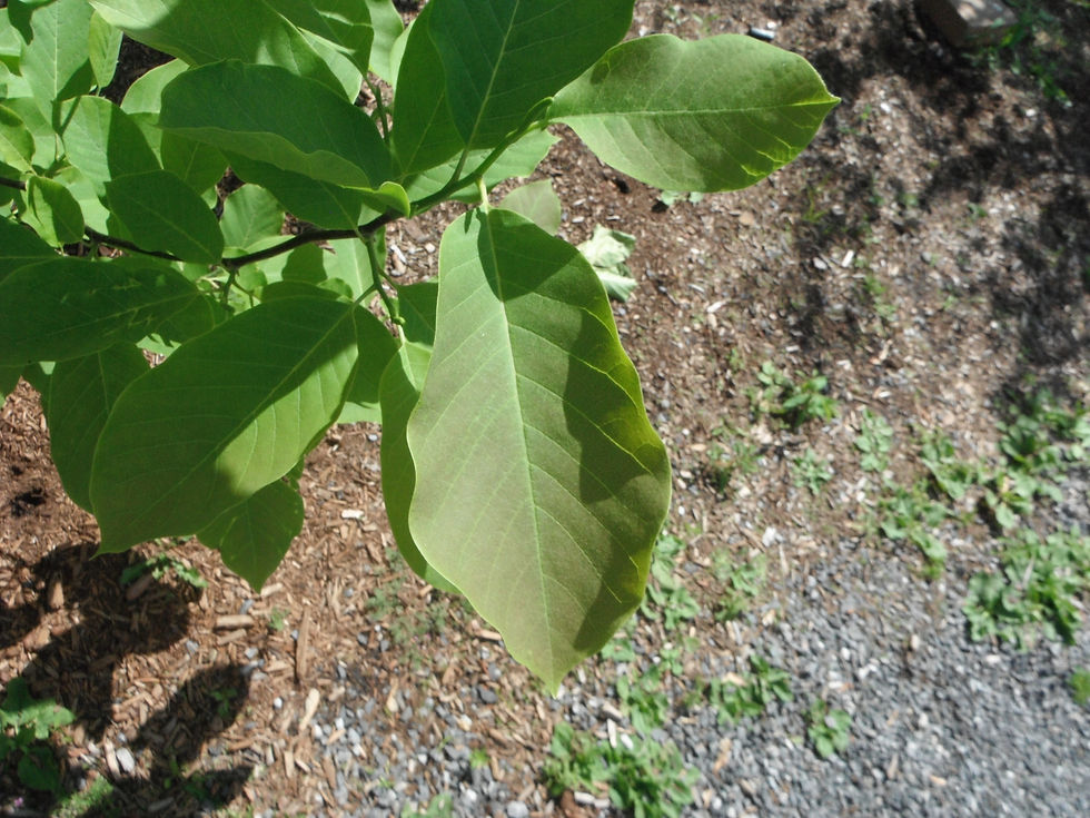 Magnolia acuminata 'Butterflies'