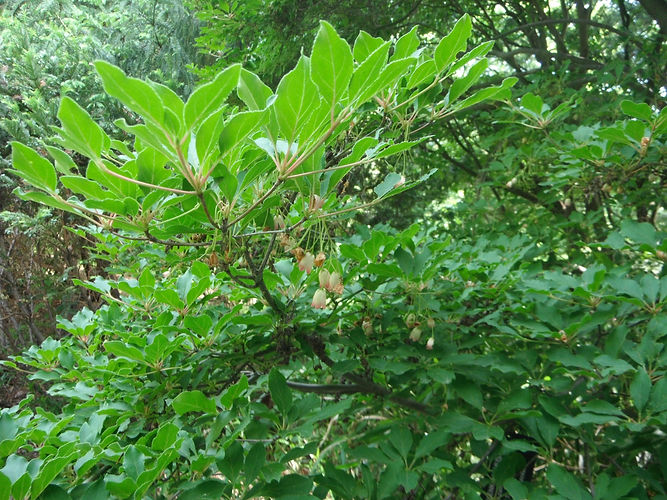 IMG_2203 (Populus tremuloides).jpg