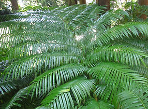 IMG_6140 (Angiopteris lygodiifolia).jpg