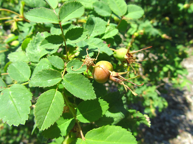 IMG_2203 (Populus tremuloides).jpg