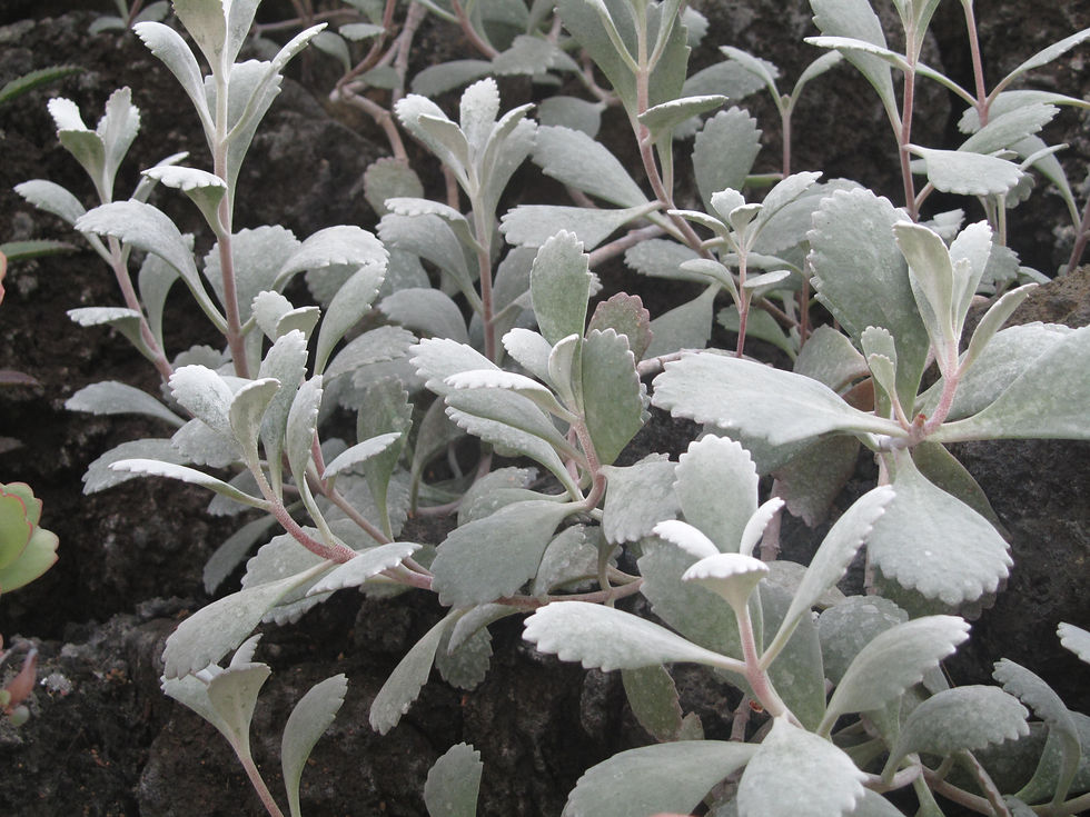 Kalanchoe pumila