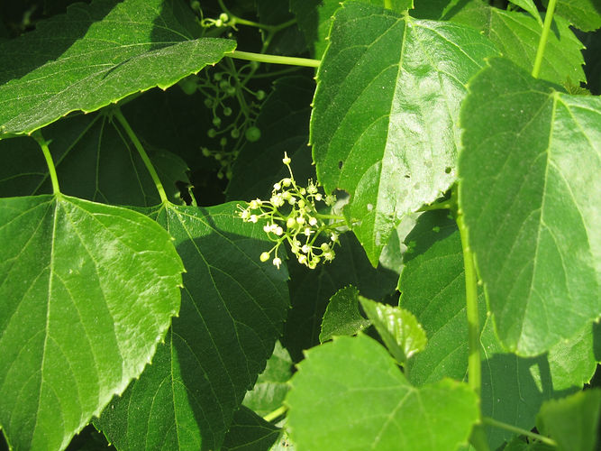 IMG_2203 (Populus tremuloides).jpg