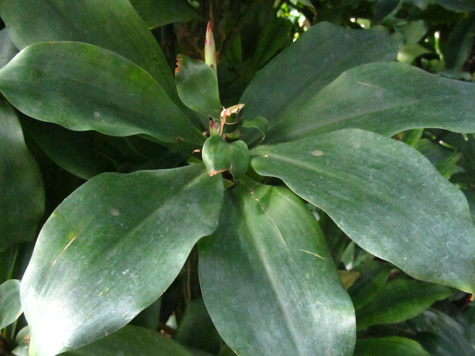 Dracaena camerooniana