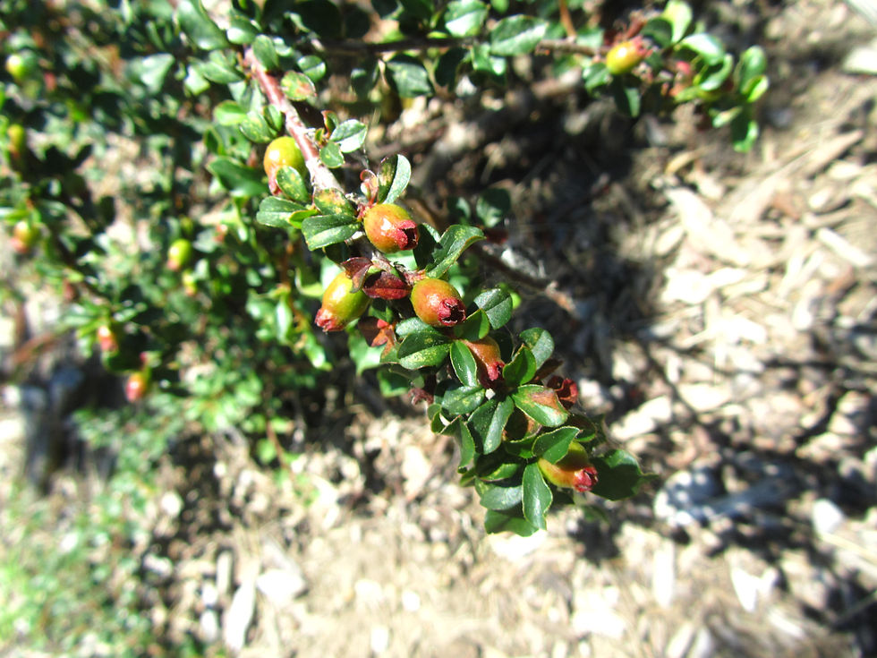 Cotoneaster adpressus