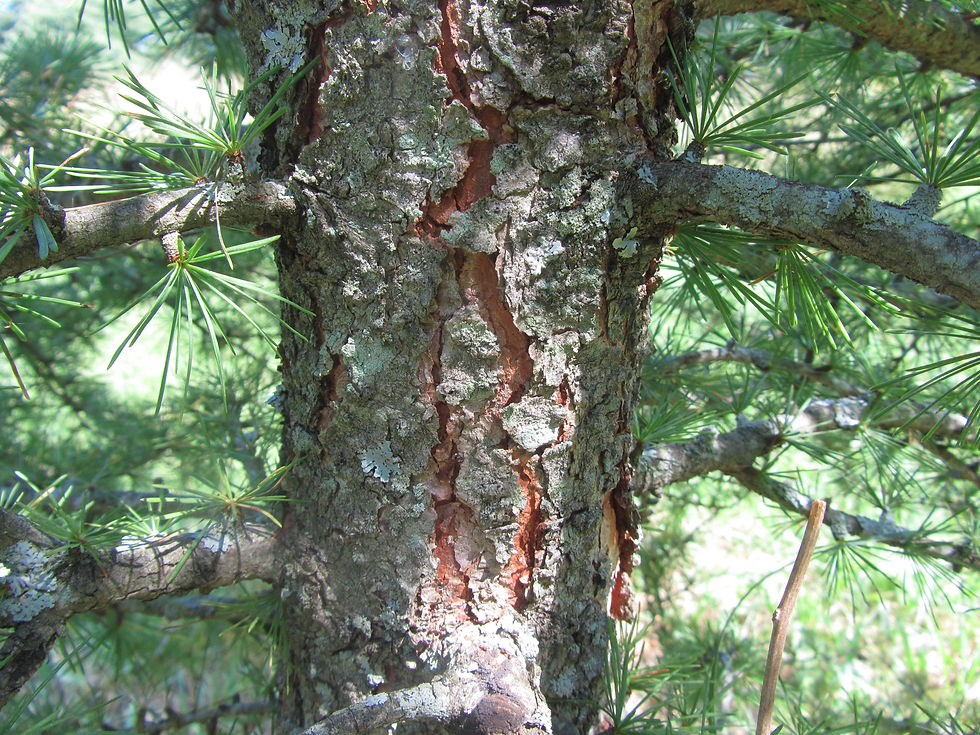Larix occidentalis