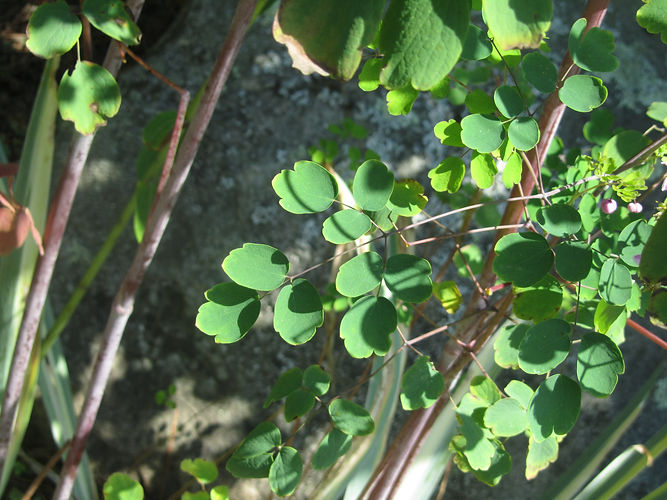 IMG_2203 (Populus tremuloides).jpg