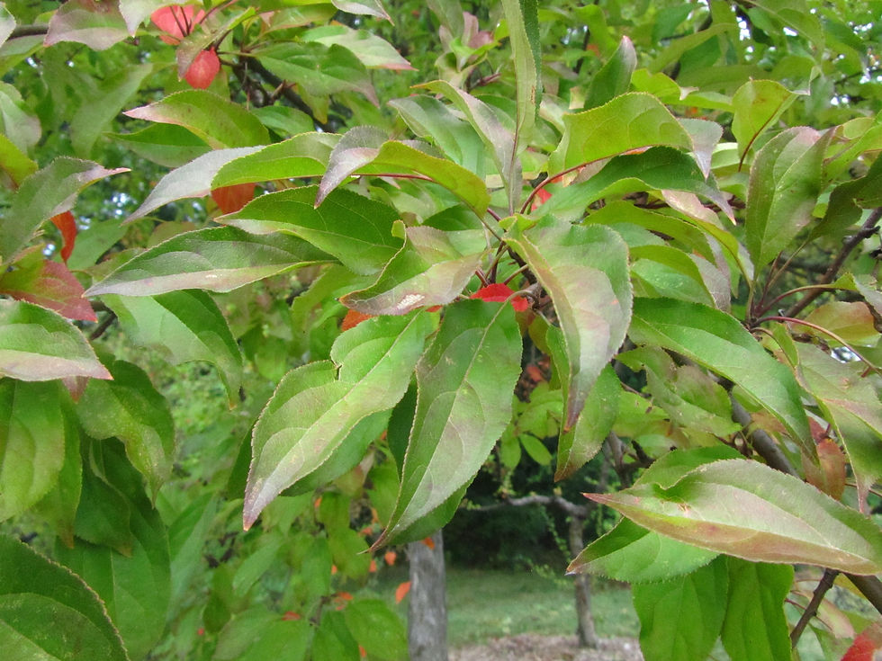 Malus baccata