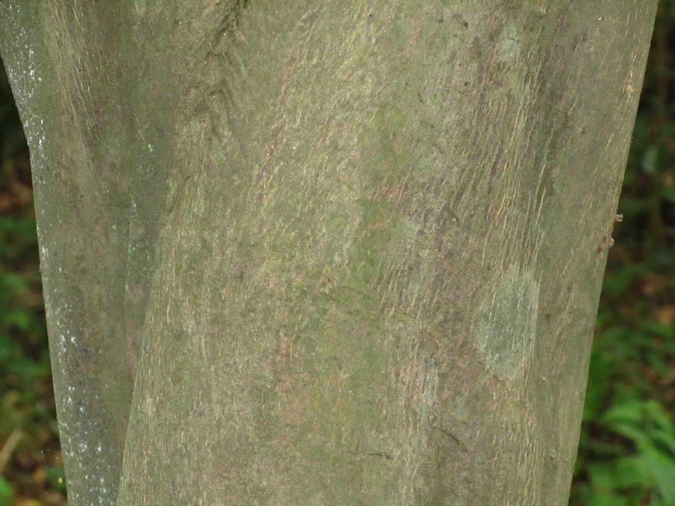 Styrax obassia